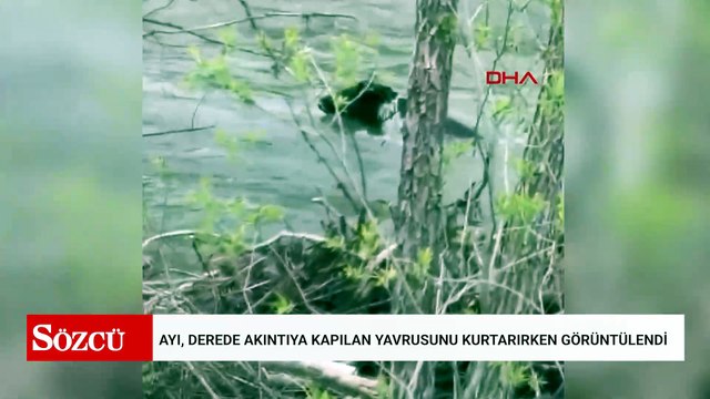 Ayı, derede akıntıya kapılan yavrusunu kurtarırken görüntülendi