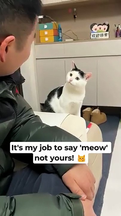 He's not happy about human meowing 😂