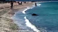 🐗 Panique à l’Almanarre : un sanglier surgit de la mer et traverse la plage sous les regards médusés