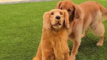 Identity theft is not a joke Jim! - Furry dog meets its stuffed impawster