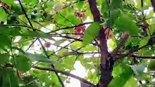 জ্যাম্বো ফল নাকি অন্য কিছু? 😍 can you guess this fruit? #shorts