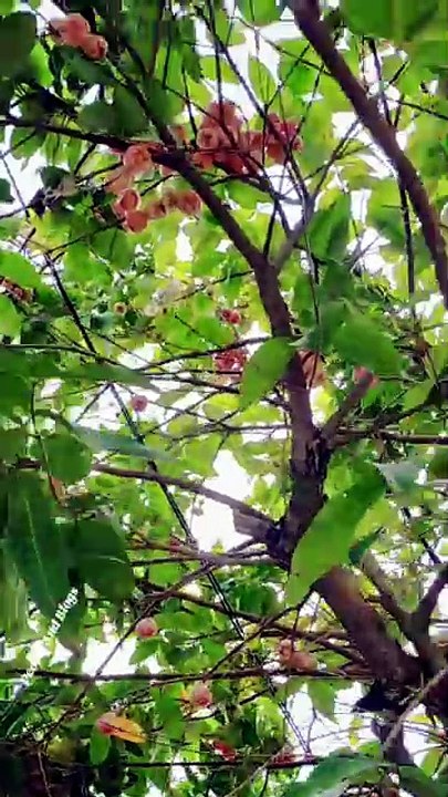 জ্যাম্বো ফল নাকি অন্য কিছু? 😍 can you guess this fruit? #shorts