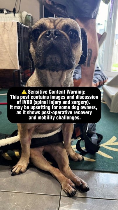 King Chilli The Pug