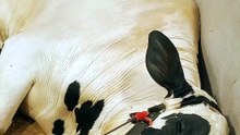 Cow ko Kya Hogaya😱