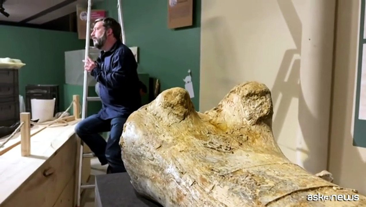 Francia, esposte le ossa di un Camarasaurus, parente del Diplodoco