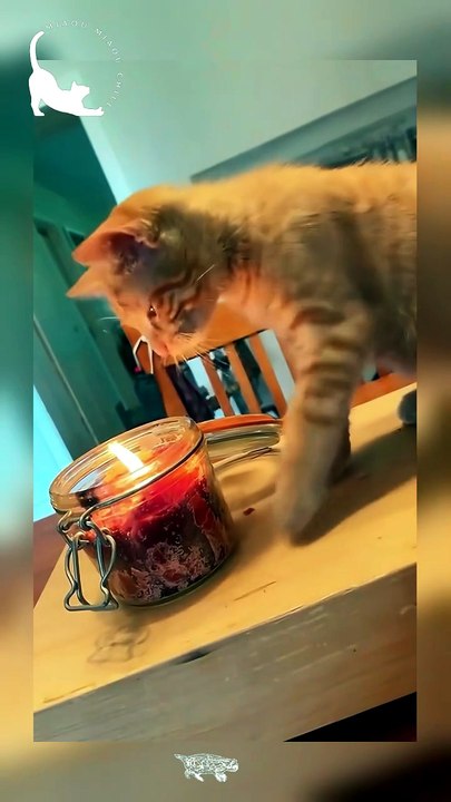 This cat is way too curious! 🐱😭
