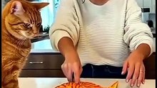 Cat fails funny moments laugh 😂😂