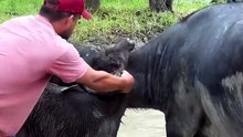 Un buffle coincé dans un buffle
