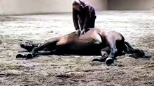 Un cheval ballonné lâche un énorme prout