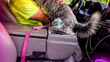 Joyful dog leaps into car to greet her dad after a week apart