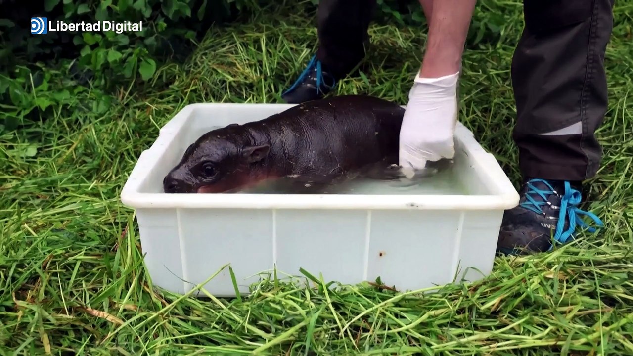Una cría de hipopótamo pigmeo disfruta de su primer baño al aire libre en Berlín