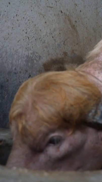 Albino buffalo named ‘Trump’ goes viral for blo...