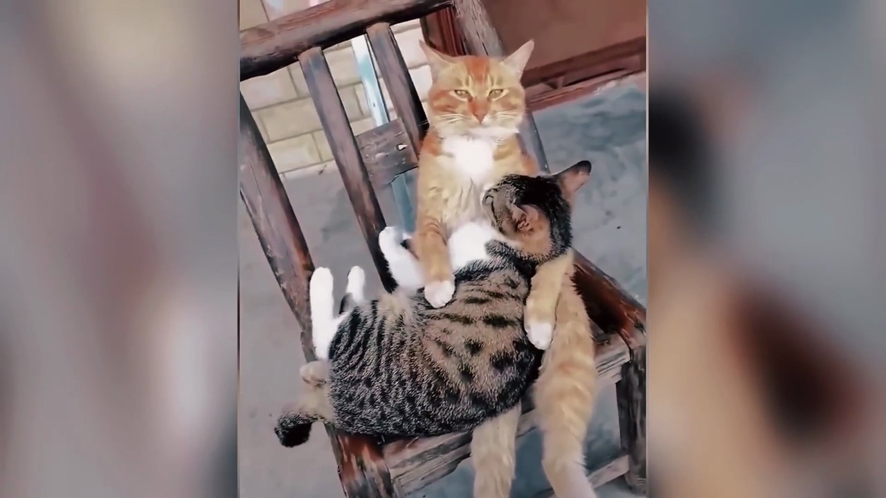 Try Not To Laugh Animals