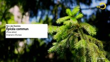 Sans commentaire: patrimoine arboré