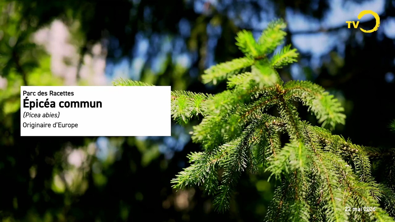 Sans commentaire: patrimoine arboré