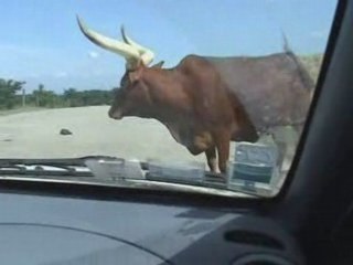 Attaque vaches sauvages