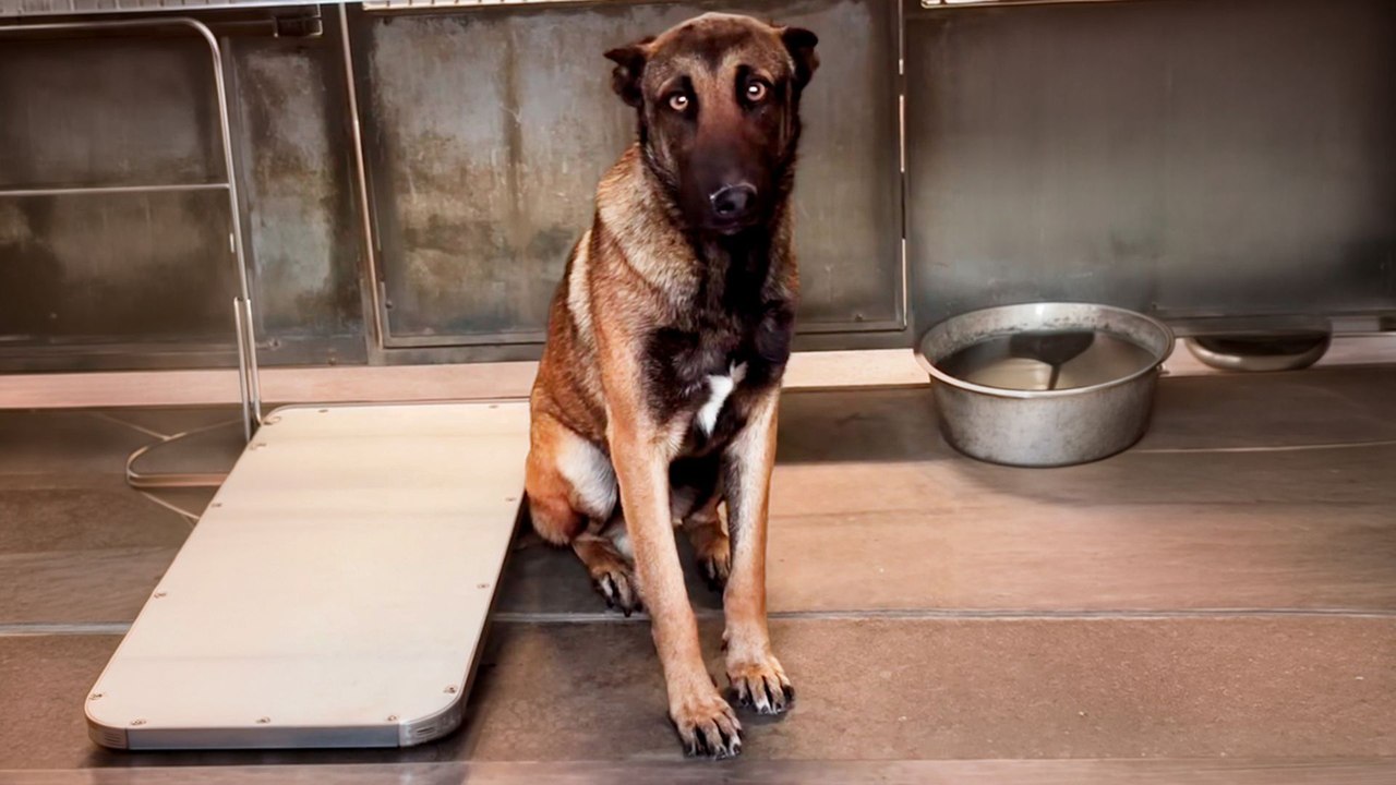 Terrified German Shepherd Learns How To Trust