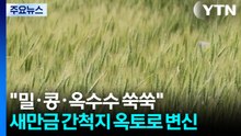 [녹색] "밀·콩·옥수수 쑥쑥"...새만금 간척지 옥토로 변신 / YTN