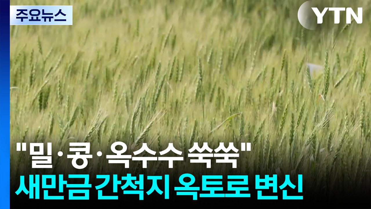 [녹색] "밀·콩·옥수수 쑥쑥"...새만금 간척지 옥토로 변신 / YTN