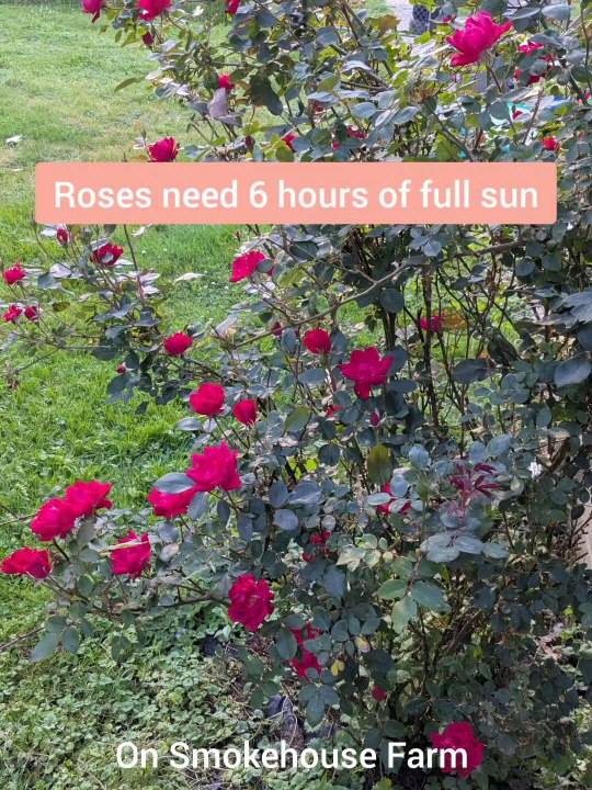 Pink Rose Bush