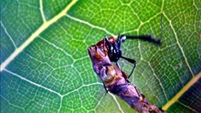 Bugs ! : A Rainforest Adventure Bande-annonce (EN)
