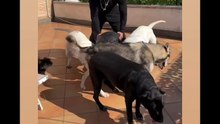 Agozzino Alfredo story con i suoi amici cani