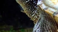 La tortuga lagarto parece salida de la prehistoria