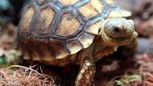 Así es una de las tortugas más grandes del mundo 😱