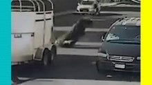 ¡De película! Toro cae de una camioneta en movimiento y provoca caos en Michoacán