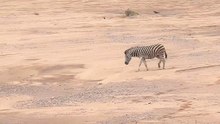 Dramatic Wildlife Encounter: Zebra Escapes Crocodile River Attack But Falls to Lion Ambush