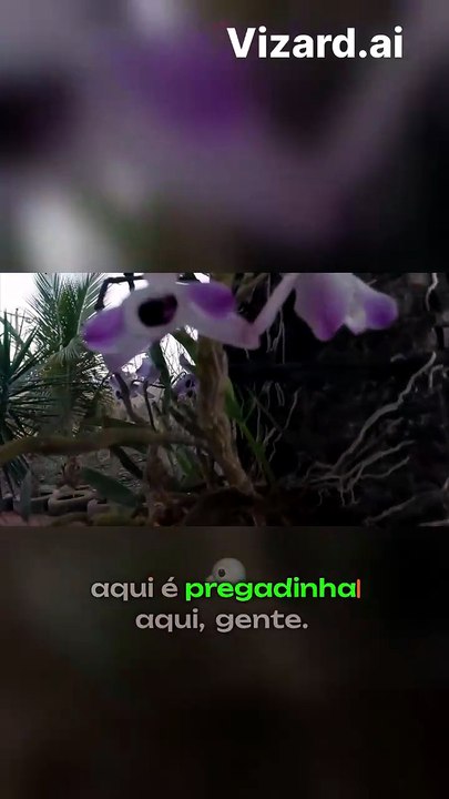 O entardecer na roça_ A beleza dos animais e a paz do campo
