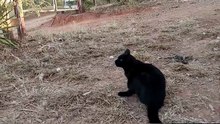 A rotina na roça_ Quando os cachorros não deixam gravar!