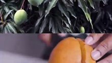 World’s Most Satisfying Mango Video 🥭😱