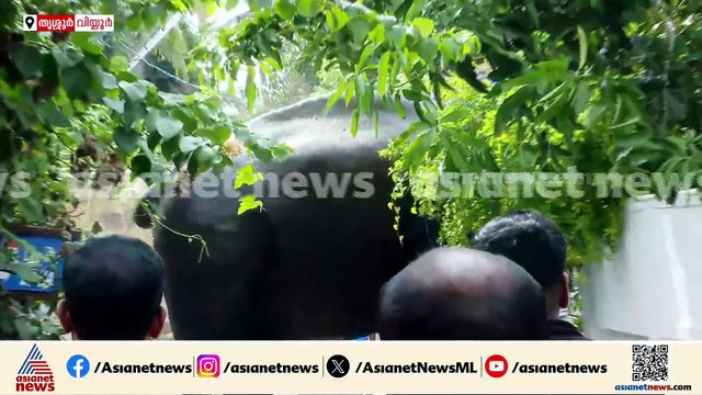 തൃശ്ശൂര്‍ നഗരത്തില്‍ പരിഭ്രാന്തി പരത്തി ശിവന്‍ ലക്ഷ്മി അയ്യപ്പന്‍ എന്ന ആന