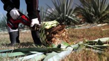 Aussie growers experiment with agave as demand for mezcal spirits rise
