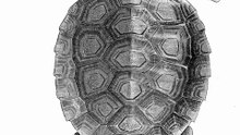 Natator depressus