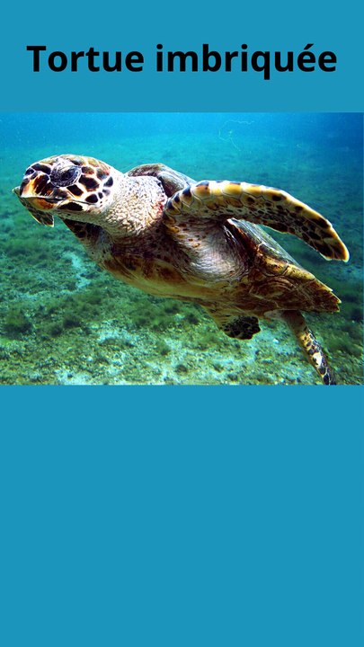 Tortue imbriquée