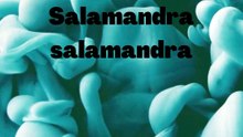 Salamandra salamandra