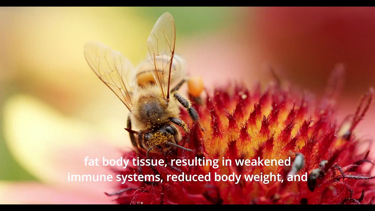 Unique Honeybees Found Only in Southern California Can Fend Off Deadly Varroa Mites