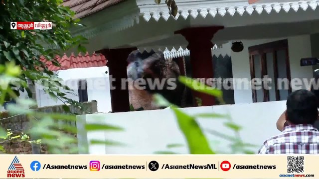 ആന ശാന്തനാണ് പക്ഷേ ജനങ്ങൾ അല്ല, അതാണ് പ്രശ്നം , സ്ഥലത്ത് വൻ നാശനഷ്ടമാണ് ഉണ്ടായത്: മഹേഷ് ചെമ്പുക്കാവ്