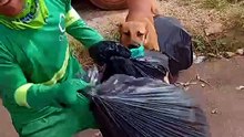 Just funny animals, os melhores vídeos