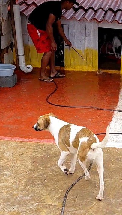 Just funny animals, os melhores vídeos