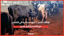 الإفتاء تنصح_ 7 أمور مستحبة في التعامل مع الأضحية قبل الذبح