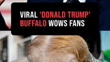 Bangladesh’s rare ‘Donald Trump’ buffalo becomes Eid sensation