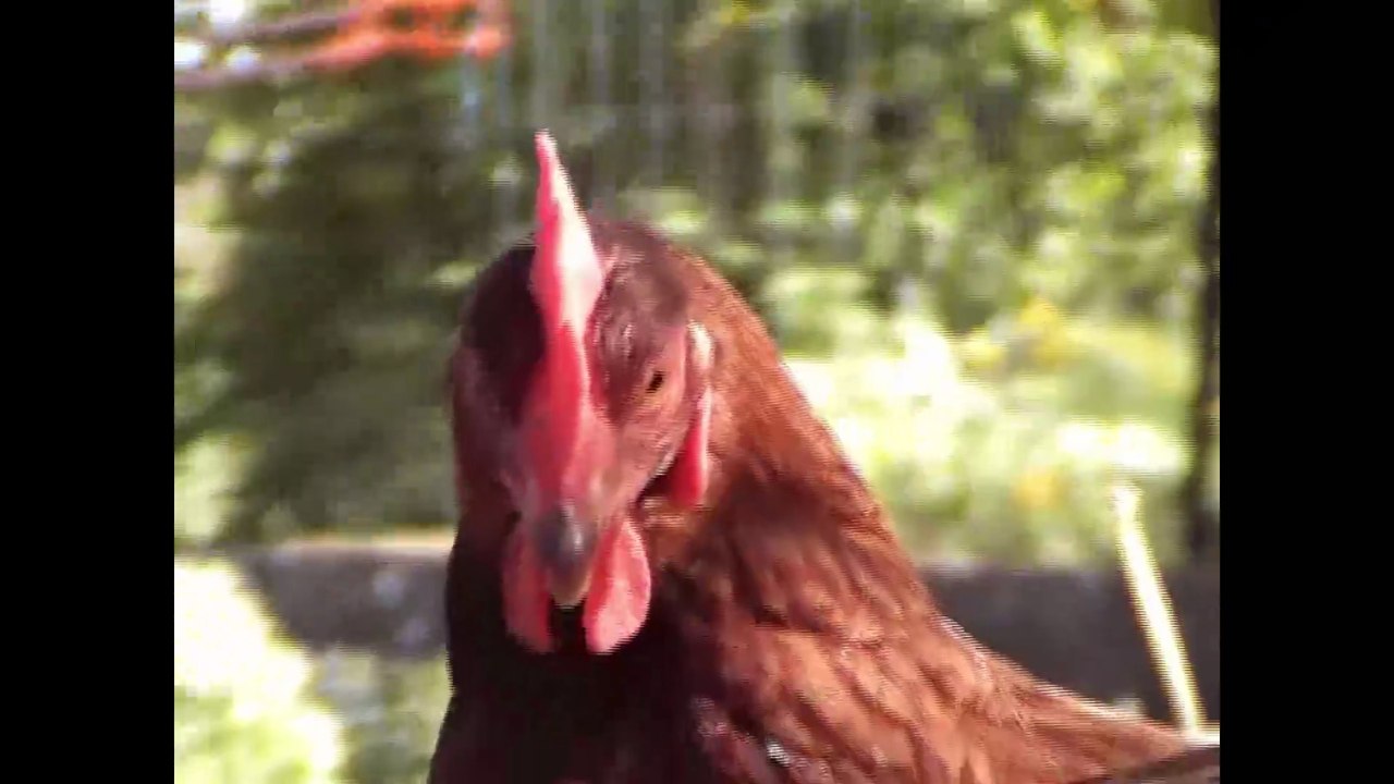 Jurassic Poule
