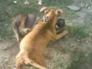 juego y peleas de feroses pitbull