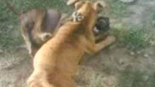 juego y peleas de feroses pitbull