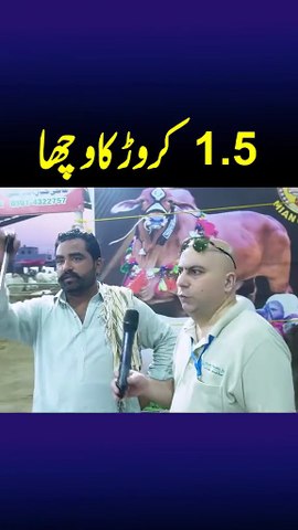 Lollywood