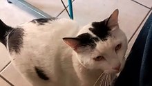 el #gato pernanca llega a la #oficina a visitarme y a jugar conmigo #shorts #michi #peludo #amigo