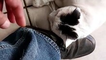 La gata bombay y el gato pernanca llegan a visitarme a la oficina #shorts quieren jugar conmigo